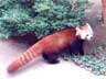 秘境の密林の野生の王国