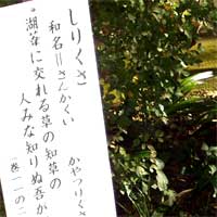 しりくさ