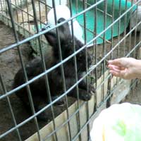 うさぎ