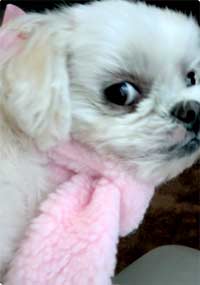 マフラー犬