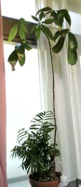 観葉植物なう