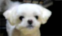 犬