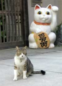 猫
