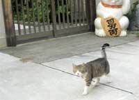 去る猫