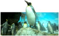 ペンギン
