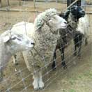 sheep