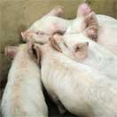 pigs