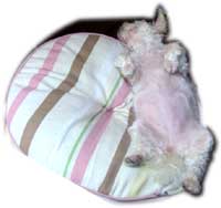 犬