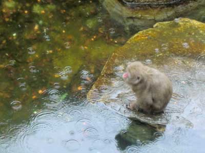 猿