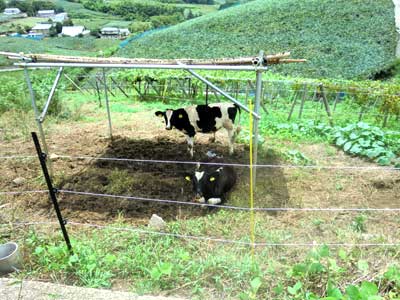 高原の牛