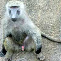 Anubis baboon
