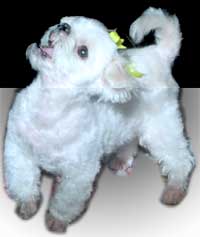 犬