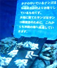 サンゴ