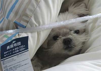 やどかり犬