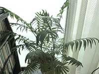 観葉植物