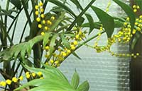 観葉植物の新芽