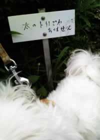 太のトイレでわありません