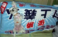 犬とタオル