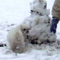 犬とやっつけ雪だるま