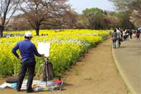一面の菜の花