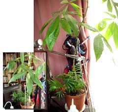観葉植物2年前