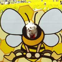 犬