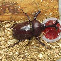 餌にくらいつく斎藤